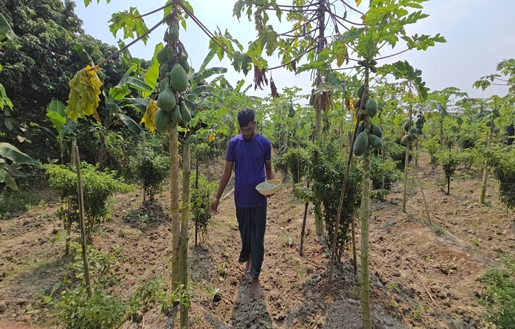 বৈদ্যেরবাজার ইউনিয়নের কৃষক মোহাম্মদ তাজুল ইসলামের ছেলে আবু তাহের। বাবার দেখাদেখি তিনিও কৃষিকাজে আগ্রহী হয়ে সফলতার মুখ দেখেছেন। এবার ইউনিয়নের হাড়িয়া চৌধুরীপাড়া এলাকায় ১৮০ শতাংশ জমির ওপর তিন জাতের পেঁপে চাষ করেছেন। নিজের ফল বাগানই বর্তমানে তার মনোযোগের অন্যতম জায়গা। বাগান দেখভালে নিজের পাশাপাশি কর্মচারীও রেখেছেন।