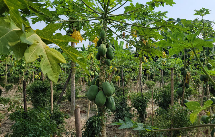 সোনারগাঁ উপজেলা কৃষি কর্মকর্তা আবু সাঈদ তারেক বলেন, ‘আমরা নিয়মিত কৃষকদের সঙ্গে যোগাযোগ করে প্রয়োজনীয় পরামর্শ দিয়ে থাকি। আমাদের কর্মকর্তারা ঘুরে ঘুরে সমস্যাগুলো খেয়াল করেন।’