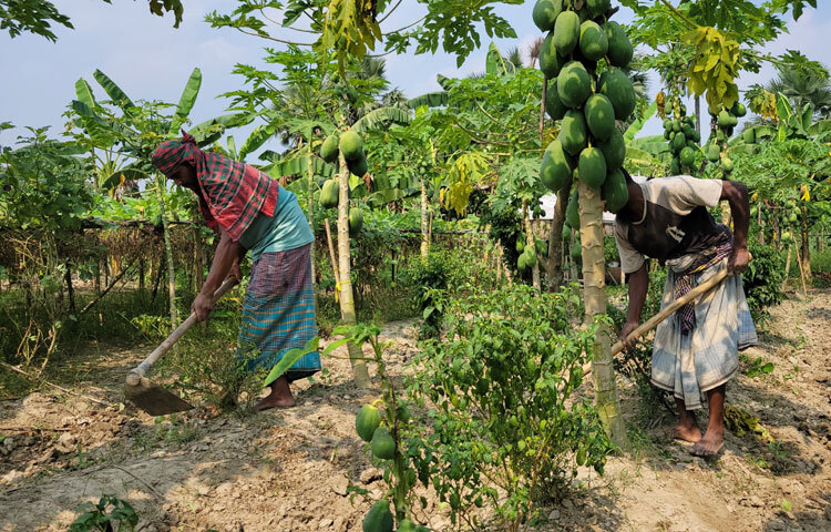 তার বাগানে হাইব্রিড, দেশি ও কালি জাতের পেঁপে চাষ করেন। ফসলে মেটে, জৈব ও সাদা সার দিয়ে থাকেন। গাছ রোপণ থেকে শুরু করে দেখভাল, পরিষ্কার-পরিচ্ছন্ন করতে ৫০০ টাকা মজুরিতে নিয়মিত তিনজন মানুষ কাজ করেন।