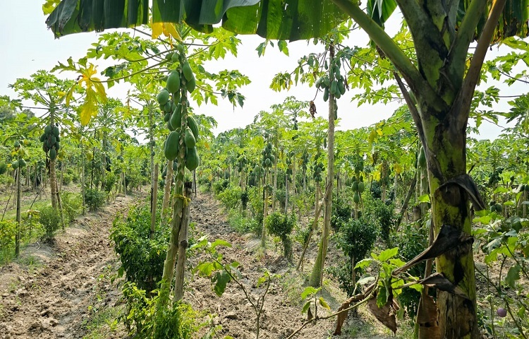 তিনি আরও বলেন, ‘কৃষি অফিস থেকে নিয়মিত কর্মকর্তারা এসে সার ব্যবহারের নিয়মসহ বিভিন্ন পরামর্শ দিয়ে থাকেন।’