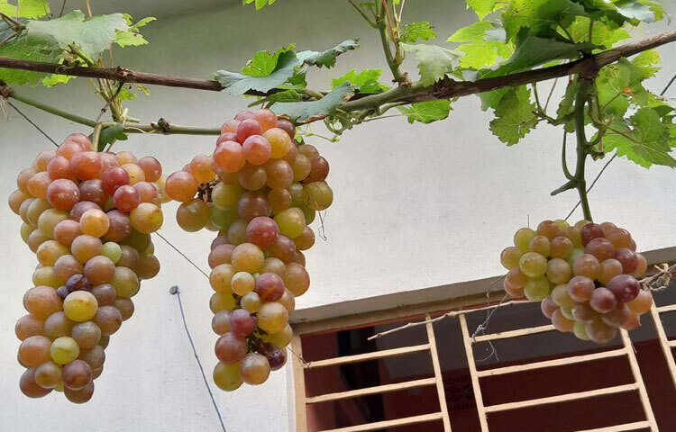 এখন পর্যন্ত বড় ধরনের কোনো ক্ষতির মুখোমুখি হননি ইমদাদুল। সার হিসেবে মূলত ভার্মি কম্পোস্ট ব্যবহার করেন, যা গাছের জন্য খুবই উপকারী। এতে গাছ রোগে আক্রান্ত হয় কম। গাছের বৃদ্ধি ও গুণগতমান ভালো থাকে। চারা তৈরি থেকে শুরু করে গাছ লাগানো, পানি দেওয়া, আগাছা পরিষ্কার-সব ক্ষেত্রেই যত্নশীল থাকার চেষ্টা করেন তিনি।