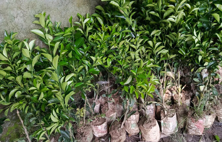 ইমদাদুল হক শুধু একজন নার্সারি মালিক নন, হয়ে উঠেছেন এলাকার অনুপ্রেরণা। বিভিন্ন জায়গা থেকে তরুণ উদ্যোক্তা ও কৃষকেরা আসেন তার পরামর্শ নিতে। 
বাড়ির আঙিনায় ফলের গাছ ও বাহারি চারা দেখতে ভিড় করেন অনেকেই। এ তরুণের হাত ধরে অনেকেই খুঁজে পাচ্ছেন কৃষিকে ঘিরে নতুন সম্ভাবনা, নতুন স্বপ্ন।