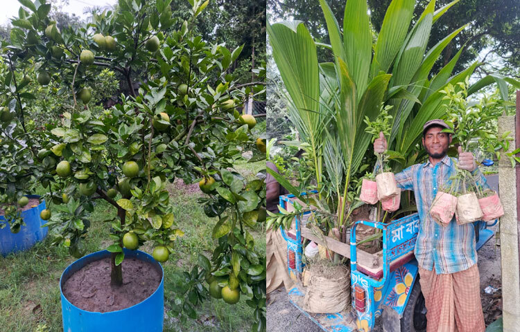 চাকরিতে থাকা অবস্থায় গ্রামের বাড়ির আঙিনায় শখ করে রোপণ করেন বিভিন্ন জাতের ১০টি আমের চারা। এরপর একে একে হরেক রকম ফলের চারাও লাগান। কয়েক বছরের মধ্যেই প্রতিটি গাছে ফল ধরতে শুরু করে। এ দৃশ্য তার মনে নতুন কিছু করার স্বপ্ন জাগিয়ে তোলে।