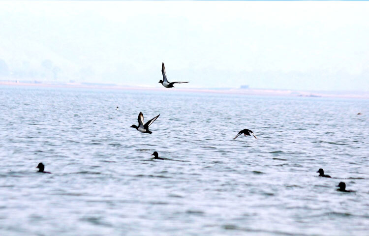প্রকৃতি ও নীরবতার এই অপূর্ব সমন্বয়ে কাট্টলী দ্বীপ এখন শুধু রাঙ্গামাটির গর্ব নয় বরং পর্যটন মানচিত্রে সম্ভাবনাময় গন্তব্য। নিসর্গপ্রেমী ও ভ্রমণপিপাসুদের কাছে এটি হয়ে উঠেছে ‘হ্রদের বুকে স্বর্গের টুকরো’।