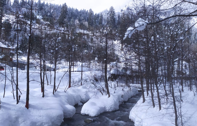 পাহাড়ের গায়ে পাইন, চেস্ট নাট আর স্প্রুস গাছের সারি। মাথার ওপর নীল আকাশ। ছবি: সাইফুল উদ্দিন