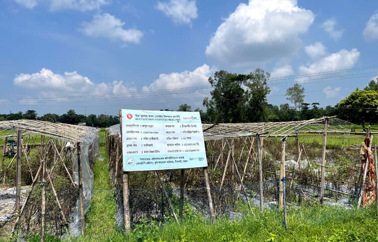 উপজেলায় গ্রীষ্মকালীন হাইব্রিড টমেটো বারি-৮ চাষ করে সফল হয়েছেন কৃষক আব্দুল মান্নানসহ অনেকে। বাজারে বিক্রি করে ভালো দামও পাচ্ছেন তারা।