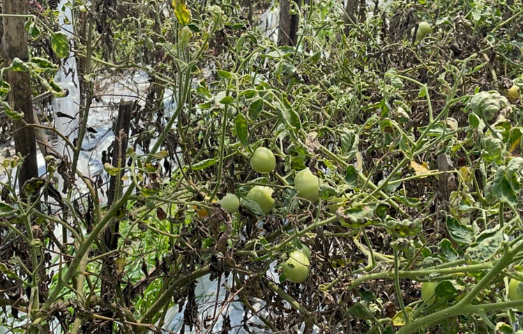 কৃষক আবু তাহেরের ক্ষেতে গিয়ে দেখা গেছে, তিনি জমিতে পলি শেড দিয়ে ঘর তৈরি করে নিচে সারি সারি টমেটো গাছ লাগিয়েছেন। ঘরের চারপাশে মশারির নেট দিয়ে ঘিরে দেওয়া হয়েছে। ওপর থেকে দড়ি ঝুলিয়ে টমেটো গাছগুলোকে সোজা রাখা হয়েছে। গাছগুলোকে বাঁচিয়ে রাখতে ক্ষেতের মাঝে মাঝে পানির পাইপ স্থাপন করে ফোটা ফোটা পানি সরবরাহ করা হচ্ছে। এতে পানির অপচয় রোধ করেও বেশ ভালো মানের ফসল উৎপাদন করেছেন তিনি।