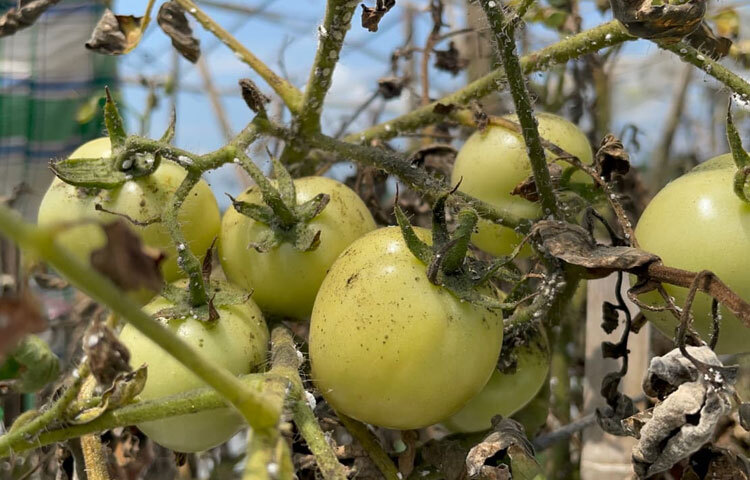সীতাকুণ্ড উপজেলা কৃষি কর্মকর্তা মো. হাবিবুল্লাহ বলেন, ‘ড্রিপ ইরিগেশন নামক প্রযুক্তি আমরা পরীক্ষামূলকভাবে কৃষক আবু তাহেরকে দিয়েছি ইপসার সহযোগিতায়। এ ছাড়া তাকে পলি শেডের ঘর নির্মাণ করে দিয়েছি। যেন বর্ষায় অতি বর্ষণ হলেও টমেটো গাছ নষ্ট না হয়। তাকে নিয়মিত পরামর্শ দিয়ে চাষাবাদ করিয়েছি। এতে তিনি বেশ লাভবান হওয়ায় আগামীতে আরও অনেককে এ পদ্ধতিতে উৎসাহিত করবো।’