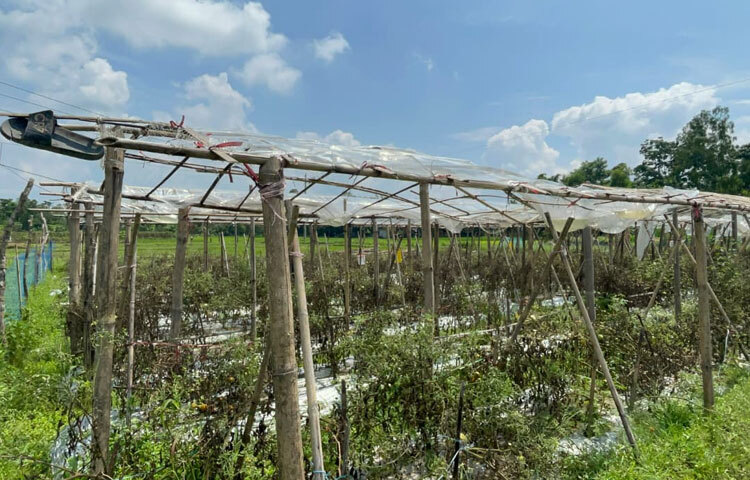 তিনি আরও বলেন, ‘ভালো ফলন ও চারার স্বাভাবিক বৃদ্ধির জন্য পলিথিন দিয়ে ছাউনি দিতে হবে। ছাউনির উচ্চতা মাঝখানে ৬ ফুট ও দুই পাশে ৪.৫ ফুট এবং দুটি ছাউনির মাঝে ৫০ সেন্টিমিটার চওড়া নালা রাখতে হবে। যাতে ছাউনি থেকে নির্গত বৃষ্টির পানি নিষ্কাশনসহ অন্য পরিচর্যা করতে সুবিধা হয়।’
