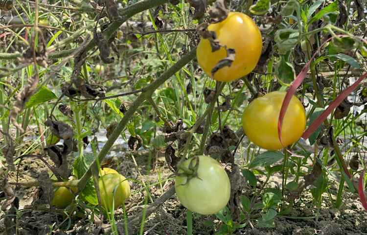 মিরসরাই উপজেলা কৃষি কর্মকর্তা প্রতাপ চন্দ্র রায় বলেন, ‘মিরসরাই উপজেলা গ্রীষ্মকালীন টমেটো চাষের জন্য উপযোগী। সবচেয়ে ভালো করেছে হাজীশ্বরাইয়ের কৃষক আব্দুল মান্নান। অন্যরাও ভালো করেছেন। গ্রীষ্মকালীন টমেটো চাষ বেশ লাভজনক। এ কারণে এ সময়ে টমেটো চাষের উদ্যোগ নেওয়া হয়েছে।’