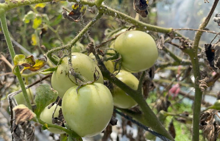 কৃষক আব্দুল মান্নান বলেন, ‘উপজেলা কৃষি অফিসের আগ্রহের কারণে আমি ৫০ শতক জমিতে হাইব্রিড টমেটো চাষ করেছি। বাজারে বিক্রি করে ভালো দাম পাচ্ছি। শুরু থেকে কৃষি অফিস সব ধরনের পরামর্শ ও সহযোগিতা দিয়ে যাচ্ছে।’