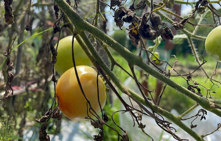 জানা গেছে, হাইব্রিড টমেটো বারি-৮ একটি উচ্চ তাপসহিষ্ণু উচ্চফলনশীল গ্রীষ্মকালীন জাত। আকর্ষণীয় লালবর্ণ বিশিষ্ট ত্বক এবং শাঁস। ফল বেশ মাংসল। প্রতিটি গাছে গড়ে ৪০-৪৫টি ফল ধরে। প্রতি ফলের গড় ওজন ৬০-৬৫ গ্রাম। ফলের আকৃতি চ্যাপ্টা গোলাকার ধরনের।