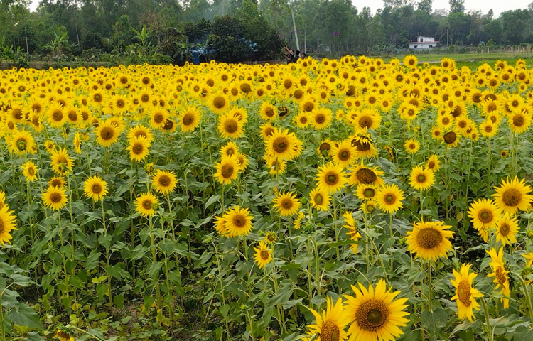 প্রতি বিঘা জমিতে ৭-১০ মণ বীজ উৎপাদন হয়। তেল উৎপাদন হবে প্রতি বিঘায় ১৪০-২০০ লিটার। প্রতি লিটার তেলের সর্বনিম্ন বাজারমূল্য ২৫০ টাকা। ছবি: এম মাঈন উদ্দিন