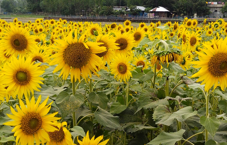 জানা গেছে, এ এলাকার মাটি ও আবহাওয়া সূর্যমুখী চাষাবাদের জন্য উপযোগী। কম সময় ও কম অর্থ ব্যয় করে সূর্যমুখী চাষ করে লাভবান হওয়ার অপার সম্ভাবনা আছে। ছবি: এম মাঈন উদ্দিন