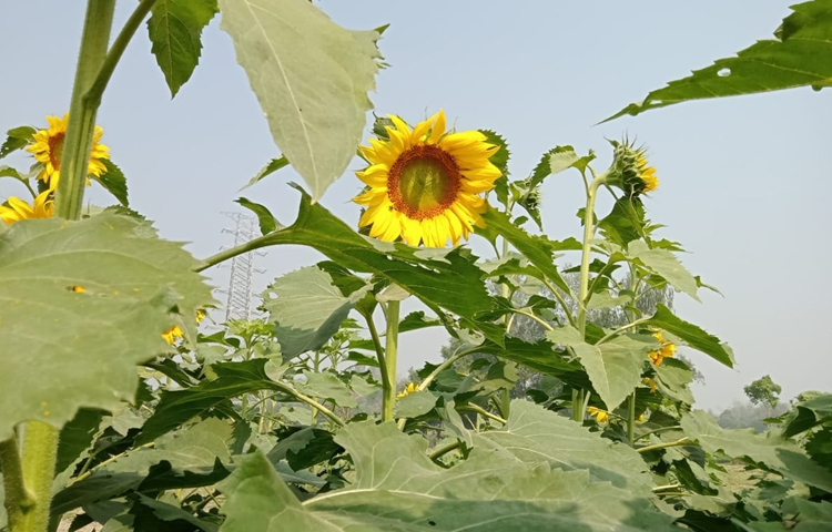 প্রতি বিঘা জমিতে খরচ হয় সর্বোচ্চ সাড়ে ৩ হাজার টাকা। বর্তমানে বাজারে ভোজ্যতেলের দাম বেশি হওয়ায় চাহিদা বেড়েছে সূর্যমুখী তেলের। ছবি: এম মাঈন উদ্দিন