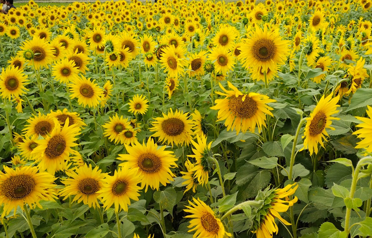 মিরসরাই উপজেলা কৃষি কর্মকর্তা প্রতাপ চন্দ্র রায় জানান, এ বছর উপজেলায় ১২ একর জমিতে প্রায় ৩০ জন কৃষক সূর্যমুখী চাষাবাদ করেছেন। দিন দিন চাষের পরিধি বাড়ছে। আগামী বছর থেকে এর সংখ্যা আরও বাড়বে। ছবি: এম মাঈন উদ্দিন
