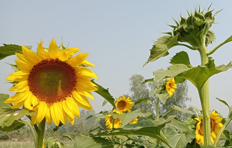 কৃষকরা জানায়, অন্য ফসলের চেয়ে সূর্যমুখী চাষে বেশি লাভের আশা করা যায়। সূর্যমুখী ফুল থেকে তেল, খৈল ও জ্বালানি পাওয়া যায়। প্রতি কেজি বীজ থেকে কমপক্ষে আধা লিটার তেল উৎপাদন সম্ভব। ছবি: এম মাঈন উদ্দিন