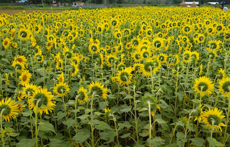 কৃষি বিভাগ সাধারণ কৃষকদের সূর্যমুখী চাষে উদ্বুদ্ধ করতে উপজেলার ১৬টি ইউনিয়নের ১২ একর জমিতে সার ও বীজ দিয়েছে। ছবি: এম মাঈন উদ্দিন