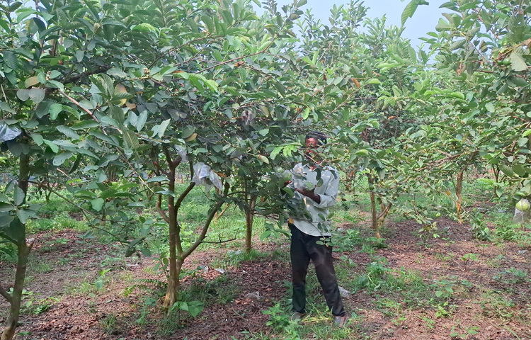 ছানোয়ার হোসেনকে দেখে উদ্বুদ্ধ হয়ে ফল চাষ শুরু করেন এলাকার অনেকেই। তারাও লাভবান হচ্ছেন।