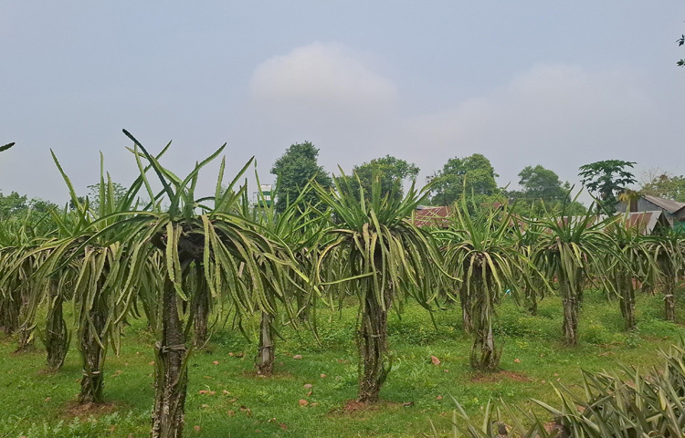 ছানোয়ার হোসেন টাঙ্গাইলের সফল উদ্যোক্তার খ্যাতি পেয়েছেন। বাণিজ্যিক খামার স্থাপনের মাধ্যমে কৃষি উন্নয়নে অবদান রাখায় জাতীয় কৃষি পুরস্কারও পেয়েছেন তিনি।