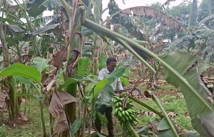 ছানোয়ার হোসেন নিজেই বাগানের পরিচর্যা করছেন।