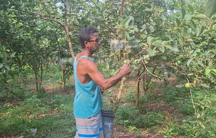 বর্তমানে ছানোয়ার হোসেন আনারস, কলা, পেঁপে, ড্রাগন, পেয়ারার পাশাপাশি কফি ও কাজুবাদাম বাণিজ্যিকভাবে চাষ করছেন। বিশেষ করে গড় এলাকার কফি চাষ করে সাড়া ফেলেছেন।