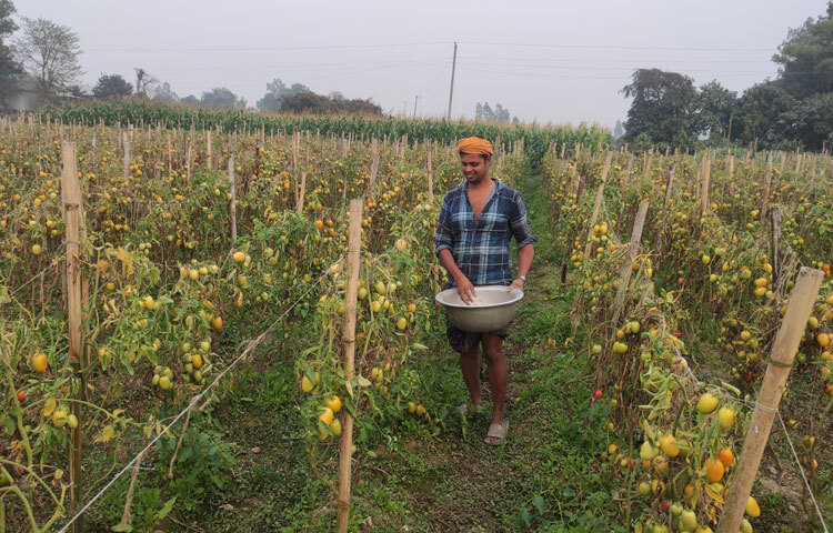 উপজেলা কৃষি বিভাগ সূত্রে জানা যায়, চলতি বছর ১৫২ হেক্টর জমিতে টমেটো চাষ হয়েছে। গত বছর ১৩০ হেক্টর জমিতে চাষ হয়েছিল।