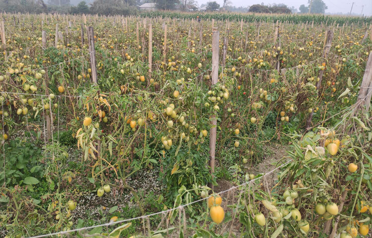 এ অঞ্চলের টমেটো স্থানীয় বাজারের চাহিদা মিটিয়ে যাচ্ছে রাজধানীসহ সারাদেশে।