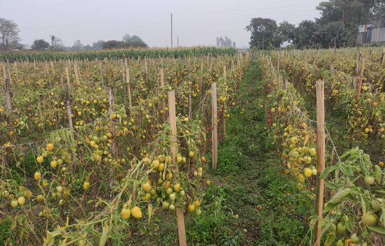 বিক্রির শুরুতে ২ থেকে আড়াই হাজার ৫০০ টাকা মণ দরে বিক্রি হতো। বর্তমানে ৩০০-৫০০ টাকা মণ দরে বিক্রি হচ্ছে। এতে লোকসানের আশঙ্কা করছি।