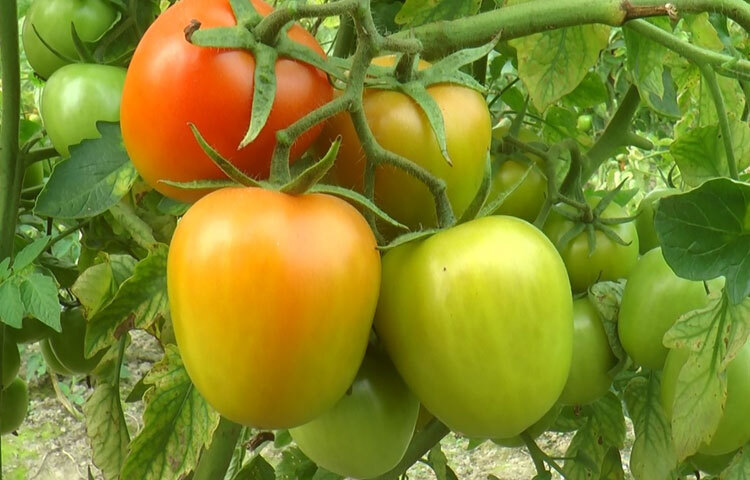 কৃষকেরা বলেন, টমেটোর বাম্পার ফলন হলেও দাম কম পাওয়ায় আমরা হতাশ। উপজেলায় এবার বিভিন্ন জাতের টমেটো চাষ হয়েছে।