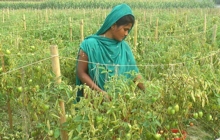 চাষিরা এখন গাছ থেকে টমেটো তুলতে ব্যস্ত সময় কাটাচ্ছেন। দাম কম থাকায় তারা হতাশ।