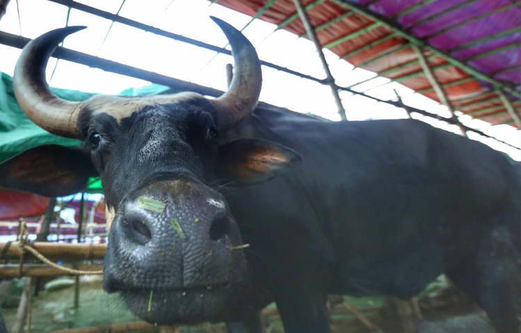 হাটে এখনো বড় গরু সংখ্যায় কম, তবে যা এসেছে, তা ঘিরেই যেন উৎসবের আবহ।