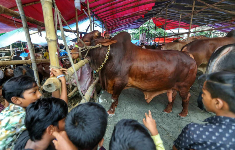 এ হাট কেবল কেনাবেচার জায়গা নয়, শিশু-কিশোরদের কাছে এটি যেন খেলার মাঠ, কল্পনার রাজ্য। তাদের চোখে-মুখে এক অদ্ভুত রোমাঞ্চ। ছবিগুলো বলছে সেই নির্ভেজাল আনন্দের গল্প, যা আধুনিক শহরে আজ খুব কমই দেখা যায়।
