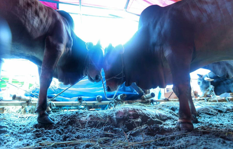 হাটের প্রতিটি ছবি যেন বলছে ঈদ শুধু ধর্মীয় উৎসব নয়, এটি একটি আবেগ, পারিবারিক ঐক্য, আর ছোট ছোট হাসির গল্প।