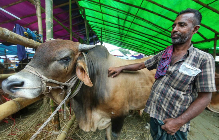 একেকটা গরুকে ঘিরে জটলা, কেউ হাত বুলিয়ে দেখছে, কেউ দাম কষার ভান করে জিজ্ঞাসু দৃষ্টি ছুঁড়ে দিচ্ছে গরুর মালিকের দিকে। ছবিতে ধরা পড়েছে এই আবেগমাখা মুহূর্তগুলো, যা শহুরে জীবনে এক ভিন্ন অনুভবের নাম।