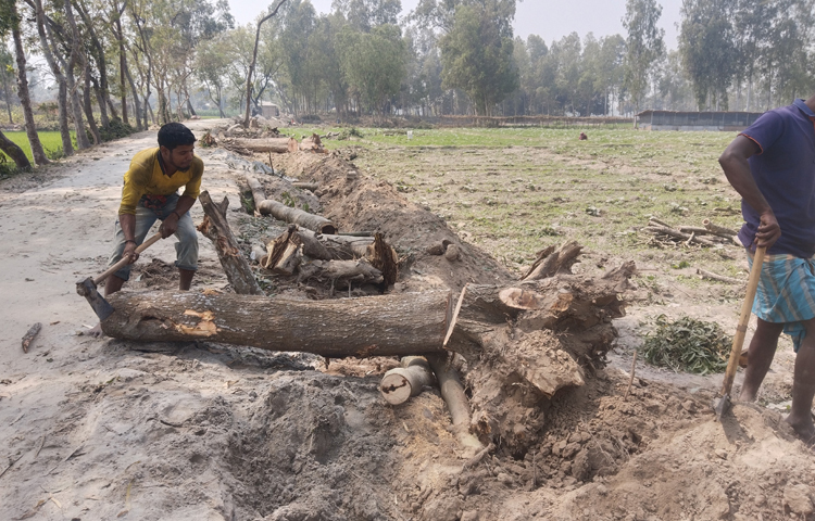 ঠাকুরগাঁও সদর উপজেলার বড়গাঁও ইউনিয়নের ভুল্লি-ফাড়াবাড়ির গ্রামীণ একটি সড়কে উন্নয়নের কাজ চলছে। উন্নয়নের পাশাপাশি সড়কের গাছ কেটে হরিলুটের রমরমা ফন্দি এটেছিলেন চেয়ারম্যান ও তার বাহিনী। এমন সময় ঘটনাস্থলে এসে চেয়ারম্যানের হরিলুট ভেস্তে দিলেন উপজেলার নির্বাহী কর্মকর্তা (ইউএনও) বেলায়েত হোসেন। ছবি: তানভীর হাসান তানু