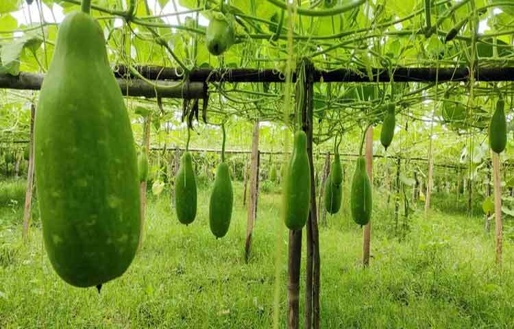 লাউয়ের যত পুষ্টিগুণ