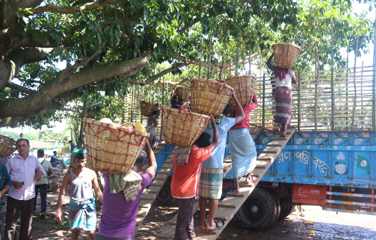 রাঙ্গামাটির ট্রাক টার্মিনাল এলাকায় অন্তত ১৫-২০ জন পাইকার আছেন। যারা শহরের বনরুপা সমতাঘাট থেকে জাম্বুরাসহ মৌসুমি ফল কিনে ট্রাকে করে রাজধানী ঢাকাসহ কুমিল্লা, ফেনী, নোয়াখালী ও চট্টগ্রামের ফলের আড়তে নিয়ে যান।