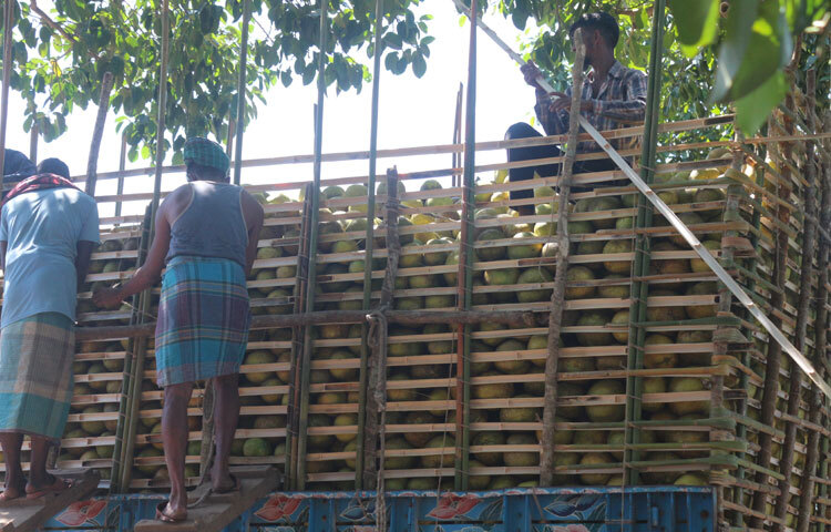 রাঙ্গামাটি কৃষি বিভাগের তথ্য অনুযায়ী, জেলায় এ বছর ১ হাজার ১৭৫ হেক্টর জমিতে জাম্বুরা আবাদ হয়েছে। এতে ১৪ হাজার মেট্রিক টন ফলন পাওয়ার সম্ভাবনা রয়েছে। গত বছরের তুলনায় এ বছর রাঙ্গামাটিতে জাম্বুরার ফলন বেশি।