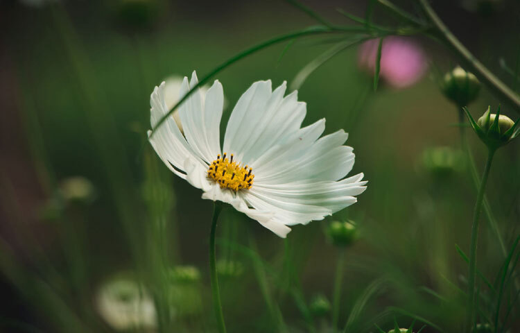 ফুলে ফুলে ঘুরে বেড়াচ্ছে মৌমাছি, প্রজাপতি। মনে হয় বসন্ত যেন তার পুরো রং-রূপ নিয়ে নেমে এসেছে জাহাঙ্গীরনগর বিশ্ববিদ্যালয়ে। ছবি: গোলাম মাওলা মুরাদ