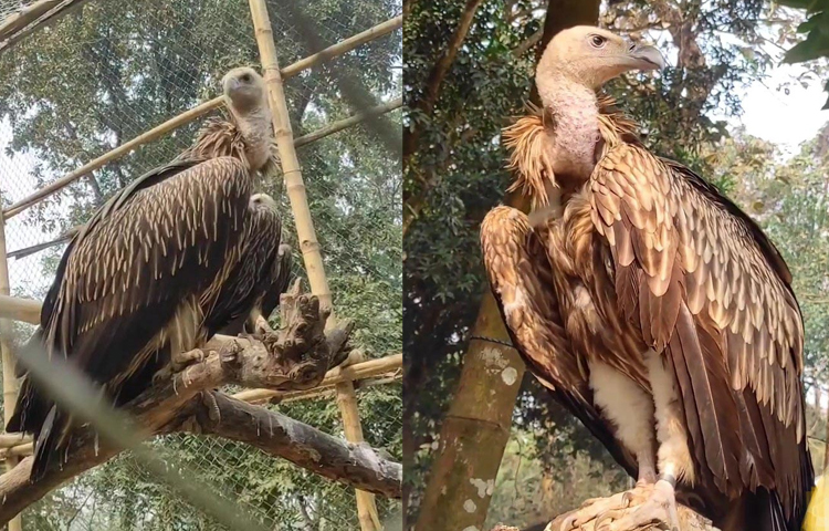 দিনাজপুরের বীরগঞ্জে সিংড়া ফরেস্ট জাতীয় উদ্যানে অবমুক্তের অপেক্ষায় বিলুপ্তপ্রায় প্রজাতির ১০টি শকুন। ছবি: এমদাদুল হক মিলন