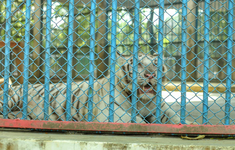 ভাঙা খাঁচা ও শেড নতুন করে সংস্কার ও স্থাপন করা হচ্ছে। ছবি: মাহবুব আলম