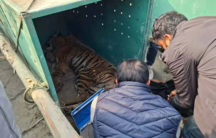 সুন্দরবনের পূর্ব বন বিভাগের চাঁদপাই রেঞ্জের শোরকির খাল সংলগ্ন বনের অভ্যন্তরে ফাঁদে আটকে পড়া একটি রয়েল বেঙ্গল টাইগার বন বিভাগের সহায়তায় উদ্ধার করা হয়েছে। ছবি: পিআইডি