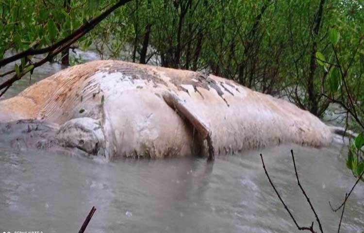 বরগুনার পায়রা নদীর তীরে বনের মধ্যে আটকে আছে একটি ২২ হাত লম্বা ও ১৫ ফুট প্রস্থের তিমির মরদেহ। ছবি: আরিফুর রহমান