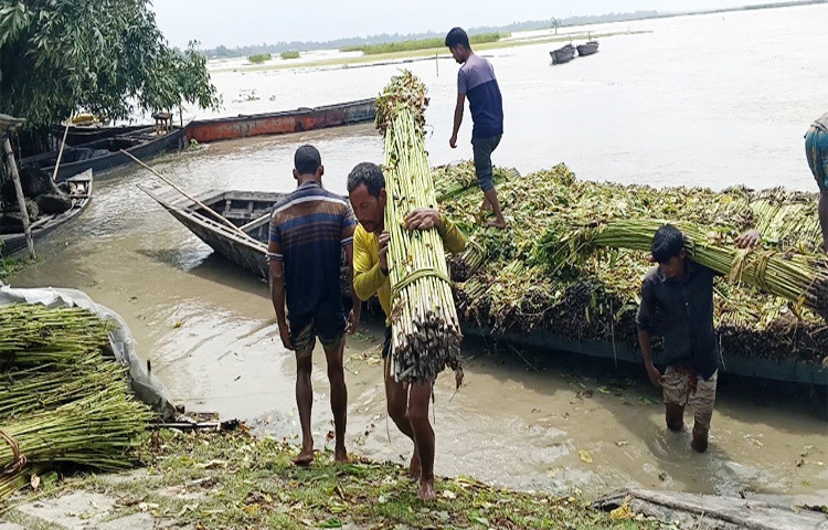 বিপৎসীমার ১৭ সেন্টিমিটার নিচ দিয়ে প্রবাহিত হচ্ছে তিস্তার পানি। সকাল ৬টায় তিস্তা ব্যারেজের ডালিয়া পয়েন্টে পানি প্রবাহ রেকর্ড করা হয়েছে ৫১ দশমিক ৫৮ মিটার। আস্তে আস্তে স্বাভাবিক হচ্ছে পানিবন্দি মানুষের পরিস্থিতি। ছবি: মহসীন ইসলাম শাওন