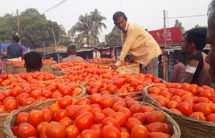 পুরো দেশে চাহিদা রয়েছে দিনাজপুরের গ্রীষ্মকালীন টমেটোর। স্বাস্থ্যসম্মত ও সুস্বাদু এই গ্রীষ্মকালীন টমেটো উৎপাদনের পর এবার বিক্রিতে লোকসান গুণতে হচ্ছে কৃষকদের। ছবি: এমদাদুল হক মিলন