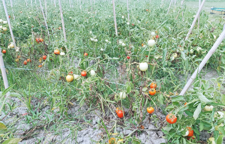 শুধু টমেটোই নয়, অন্য সবজিরও চাহিদানুপাতিক দাম না পাওয়ায় ক্ষেতের মধ্যেই পচন ধরেছে। এমন চিত্র দেখা গেল চট্টগ্রামের সীতাকুণ্ড উপজেলার বিভিন্ন এলাকায়। এম মাঈন উদ্দিন