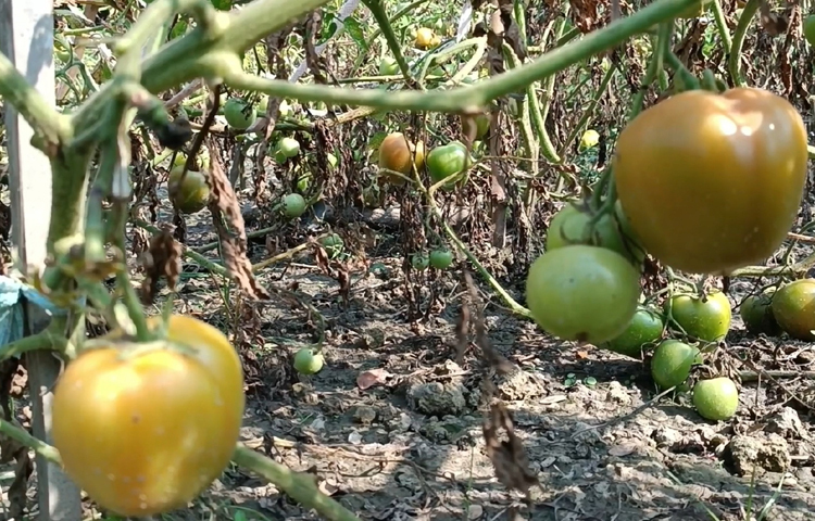 অর্থনৈতিকভাবে স্বাবলম্বী হওয়ার আশায় তিনি মালচিং পদ্ধতিতে উচ্চ ফলনশীল জাতের এ টমেটোর চারা লাগিয়েছেন। ছবি: আব্দুর রহমান আরমান