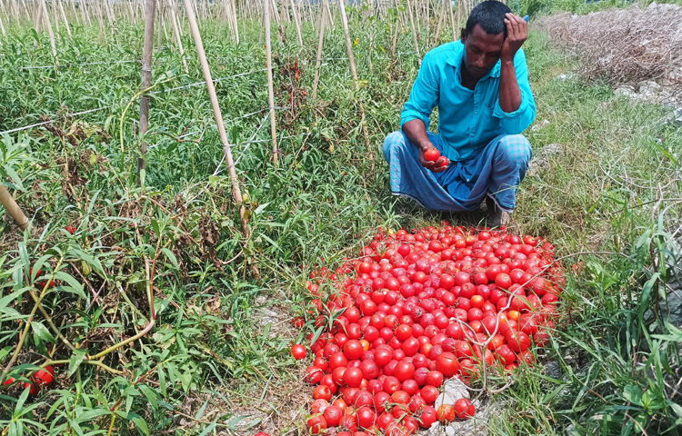 কৃষকদের দাবি, সীতাকুণ্ড উপজেলার মধ্যে ১২ মাস বিভিন্ন ধরনের সবজি উৎপাদন হয়ে থাকে। উৎপাদিত সবজি সরবরাহ হয় দেশের বিভিন্ন জায়গায়। দেশের সবজি চাহিদা মেটাতে অবদান রাখছেন সীতাকুণ্ডের কৃষকেরা। এম মাঈন উদ্দিন