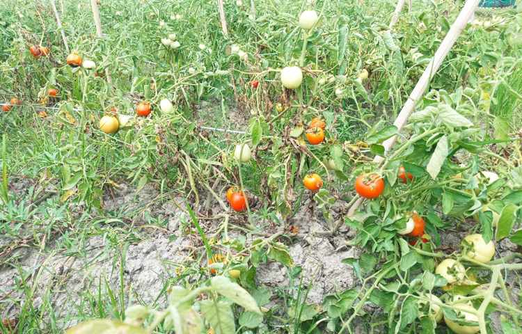 মাঠের পর মাঠ শুধু সবজি ক্ষেত। যেখানে টমেটো, বরবটি, করলা, লাউ, ঢ্যাঁড়শ ইত্যাদি। জমিতে ফলন ভালো হলেও দাম না পেয়ে হতাশা চাষিরা। ছবি: এম মাঈন উদ্দিন